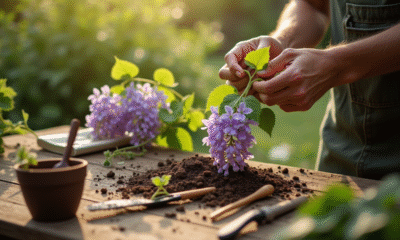 Mains préparant une jeune vigne de glycine au jardin